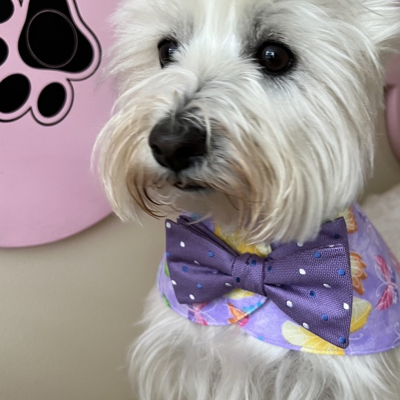 Designer Dog Capes with Bowties - Picture 4 of 8